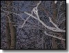 Frost on Tree Branches